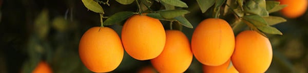 Oranges (c) UCR / Stan Lim