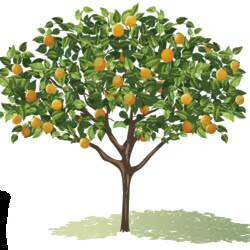 citrus tree