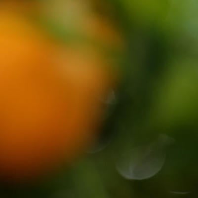 Oranges (c) UCR / Stan Lim, CTA #4