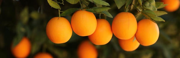 Oranges (c) UCR / Stan Lim