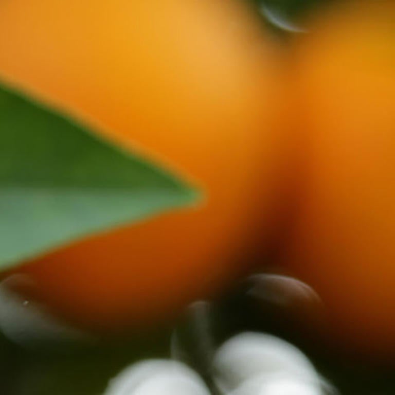 Oranges (c) UCR / Stan Lim, CTA #3
